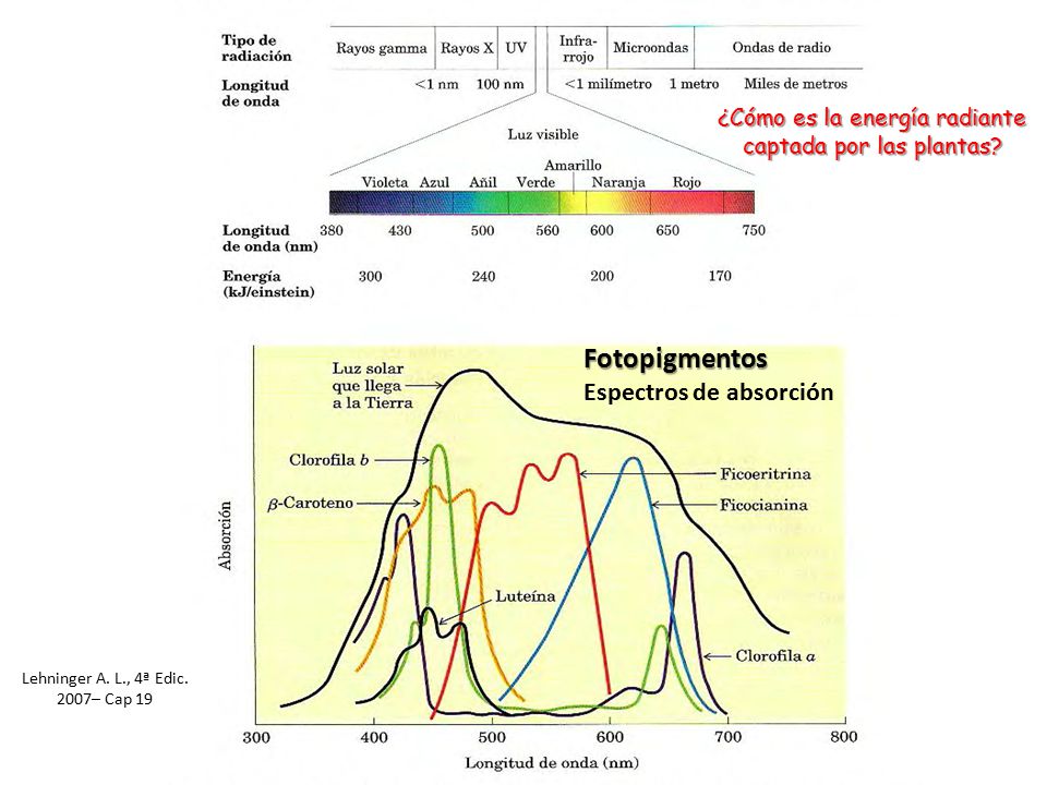 Fotopigmentos Espectros de absorción ¿Cómo es la energía radiante