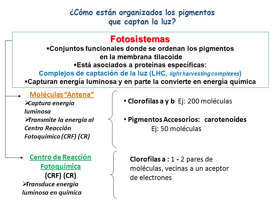 Fotosistemas ¿Cómo están organizados los pigmentos que captan la luz