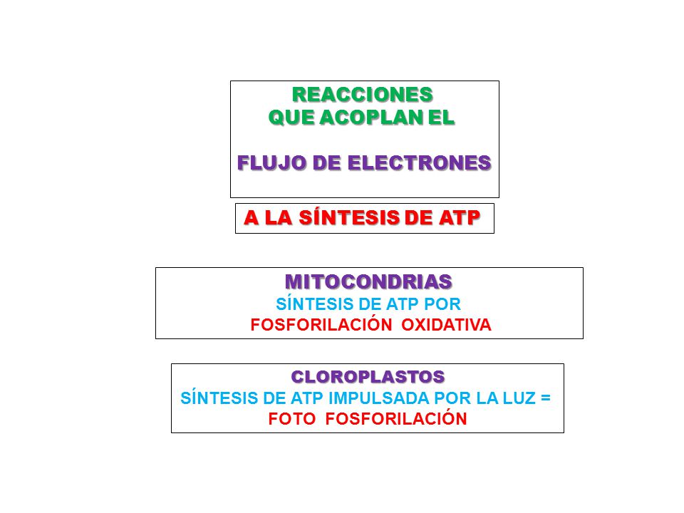 FOSFORILACIÓN OXIDATIVA SÍNTESIS DE ATP IMPULSADA POR LA LUZ =