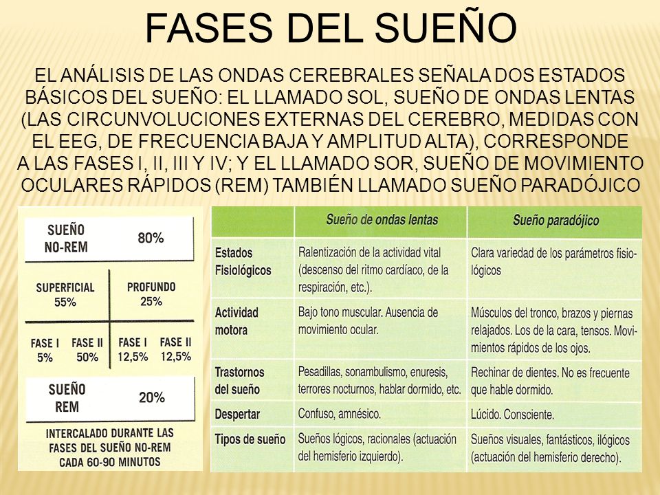 FASES DEL SUEÑO EL ANÁLISIS DE LAS ONDAS CEREBRALES SEÑALA DOS ESTADOS