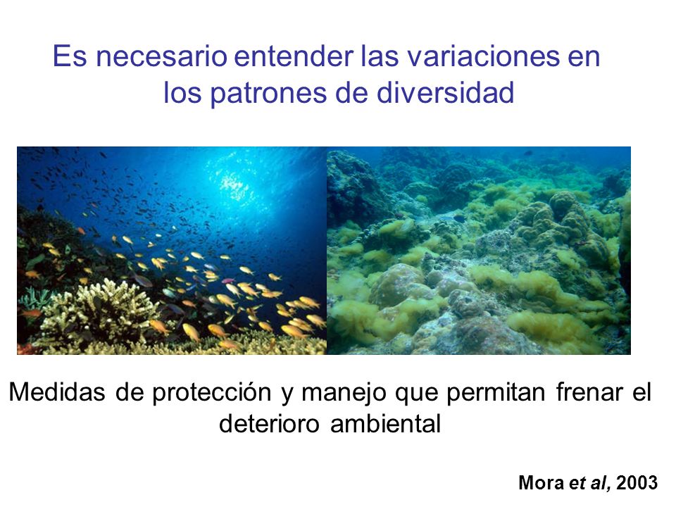 Es necesario entender las variaciones en los patrones de diversidad