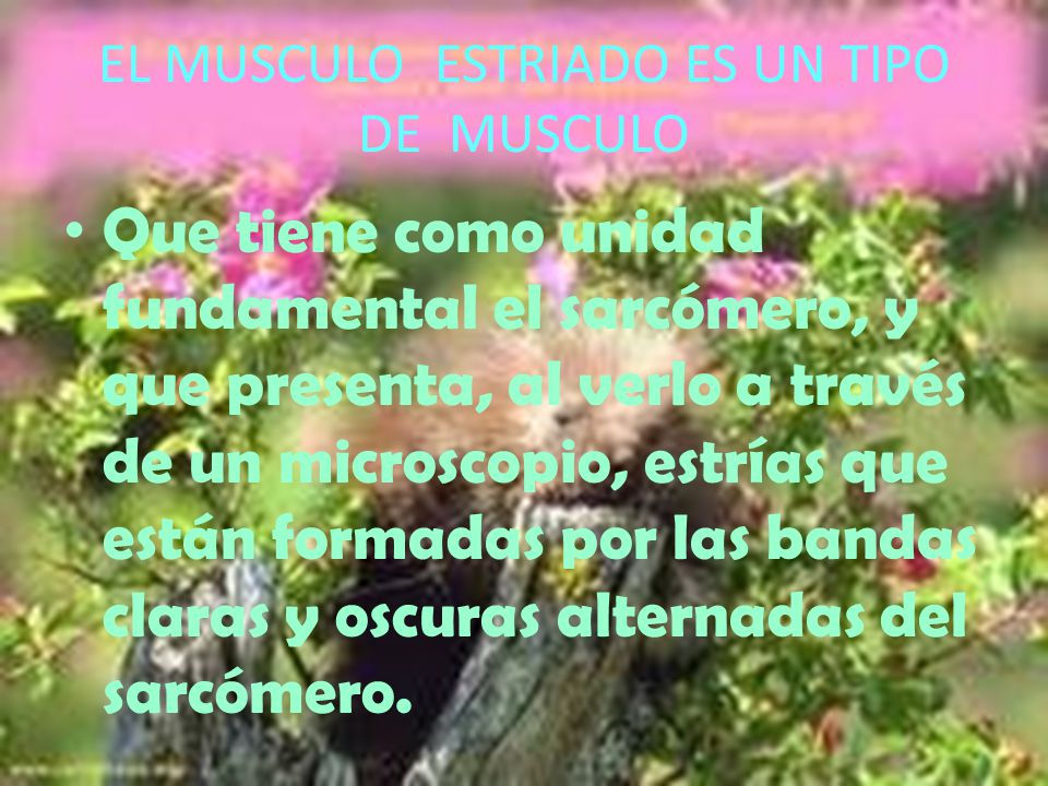 EL MUSCULO ESTRIADO ES UN TIPO DE MUSCULO