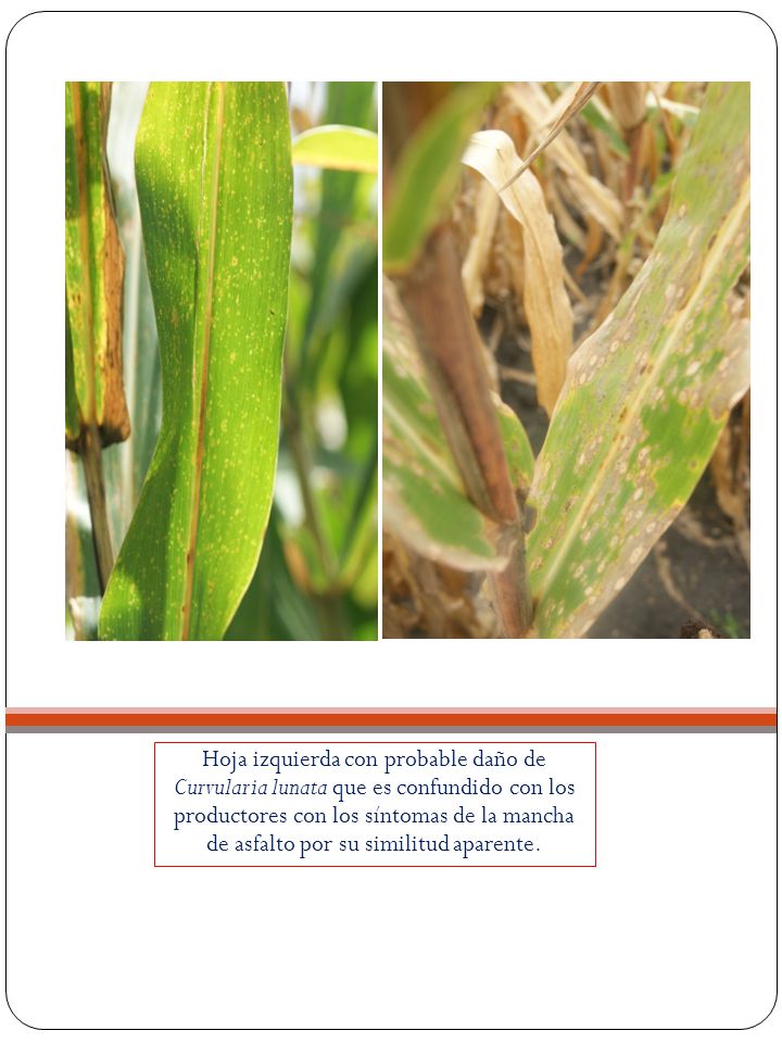 Hoja izquierda con probable daño de Curvularia lunata que es confundido con los productores con los síntomas de la mancha de asfalto por su similitud aparente.