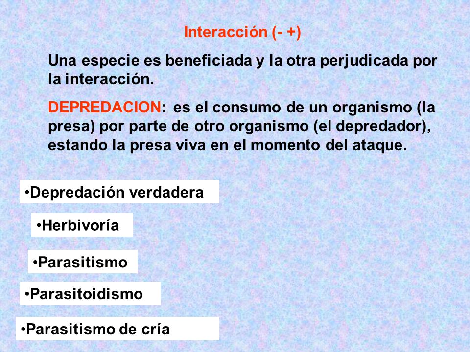 Interacción (- +) Una especie es beneficiada y la otra perjudicada por la interacción.