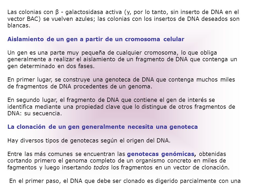 Las colonias con β - galactosidasa activa (y, por lo tanto, sin inserto de DNA en el vector BAC) se vuelven azules; las colonias con los insertos de DNA deseados son blancas.