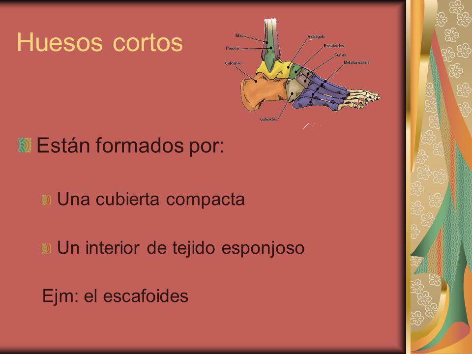 Huesos cortos Están formados por: Una cubierta compacta