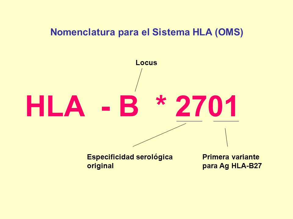 HLA - B * 2701 Nomenclatura para el Sistema HLA (OMS) Locus
