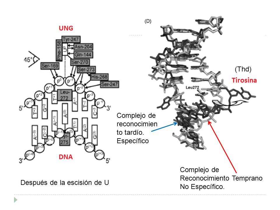 (Thd) Complejo de reconocimiento tardío. Específico. Complejo de. Reconocimiento Temprano No Específico.
