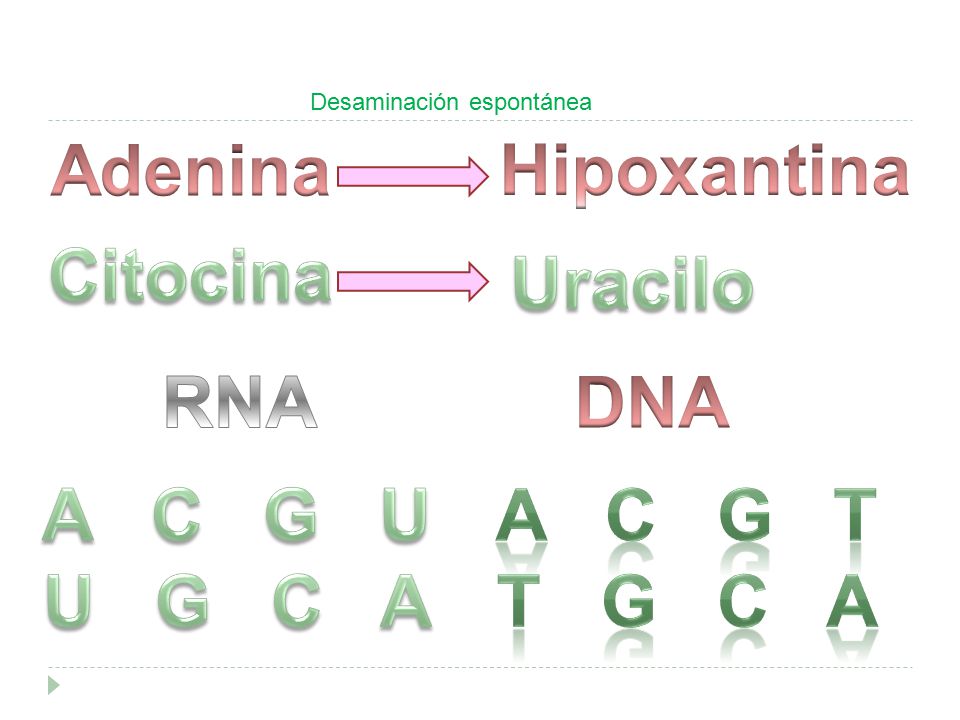 Adenina Hipoxantina Citocina Uracilo RNA DNA A C G U U G C A A C G T
