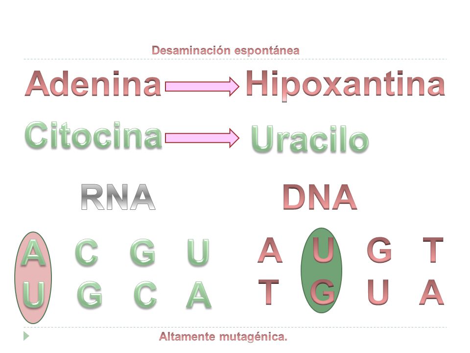 Adenina Hipoxantina Citocina Uracilo RNA DNA A C G U U G C A A U G T