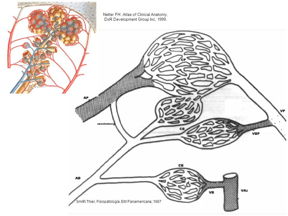 Netter FH: Atlas of Clinical Anatomy, DxR Development Group Inc, 1999.