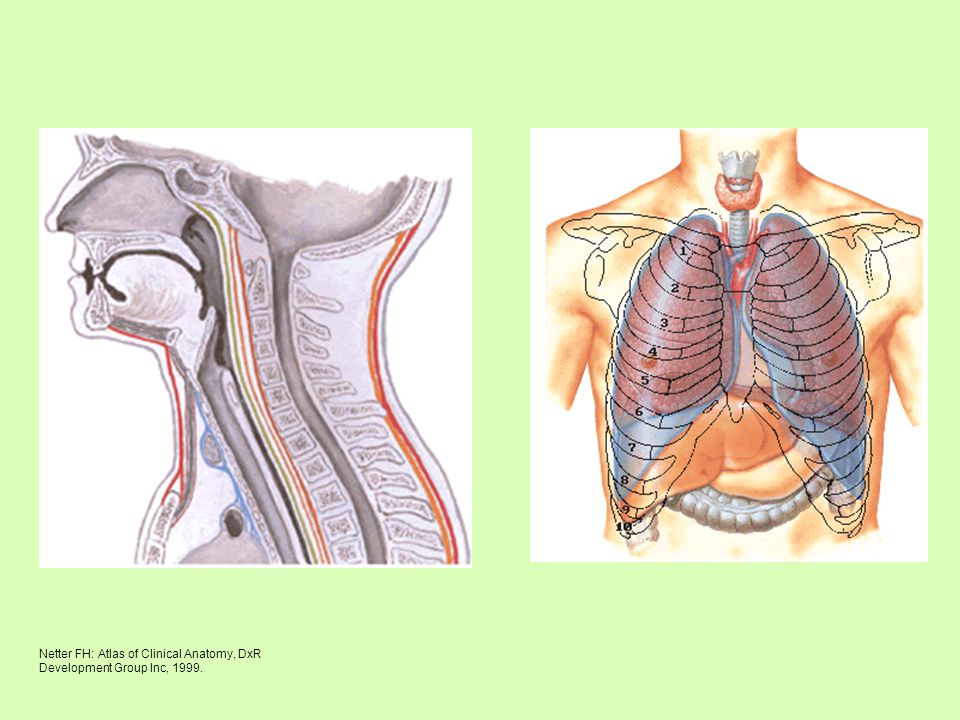 Netter FH: Atlas of Clinical Anatomy, DxR Development Group Inc, 1999.