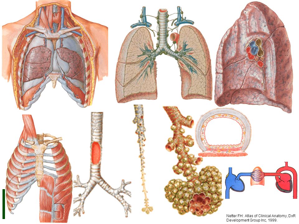 Netter FH: Atlas of Clinical Anatomy, DxR Development Group Inc, 1999.