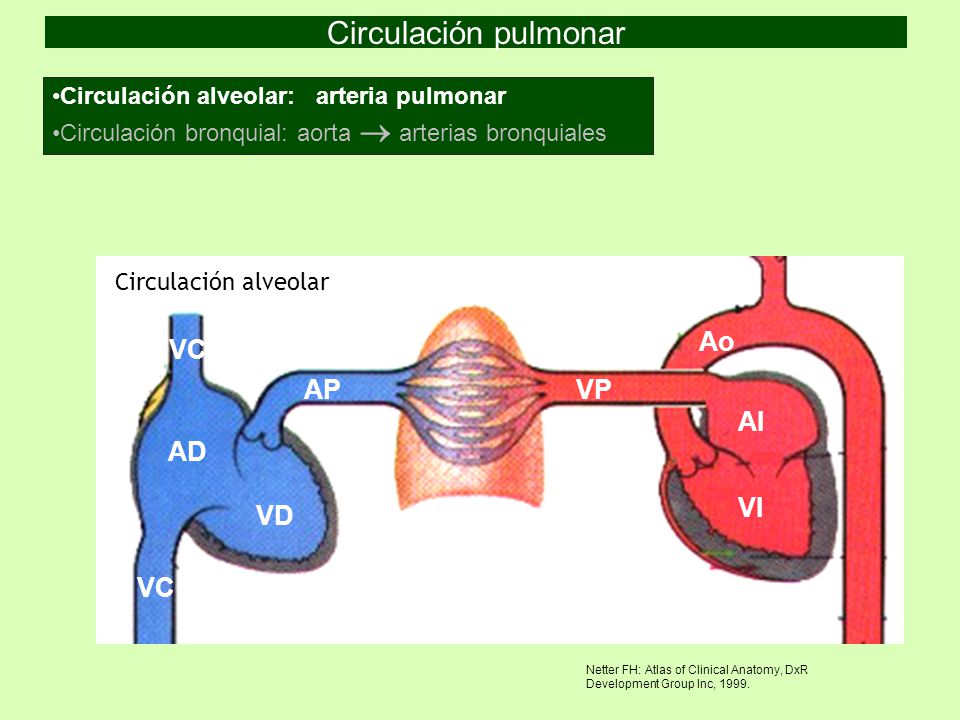 Circulación pulmonar AD VD AP VP AI VI Ao VC