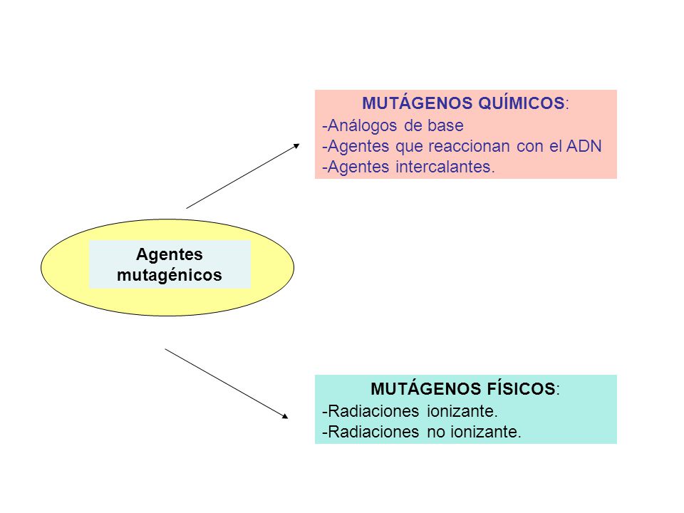 MUTÁGENOS QUÍMICOS: -Análogos de base. -Agentes que reaccionan con el ADN. -Agentes intercalantes.