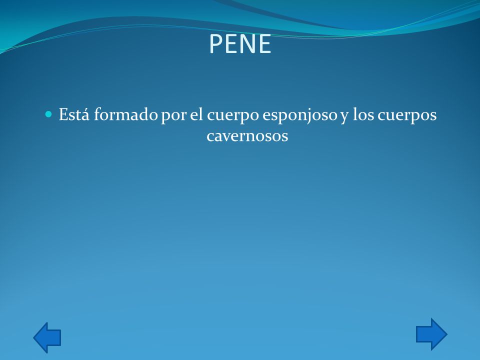 Está formado por el cuerpo esponjoso y los cuerpos cavernosos