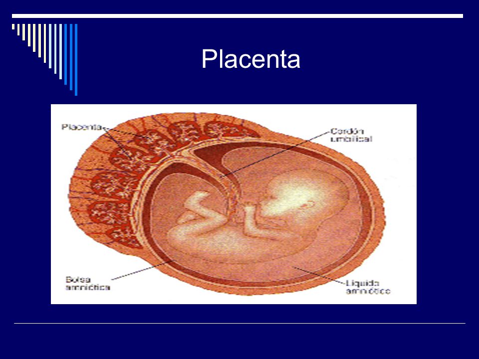 Placenta