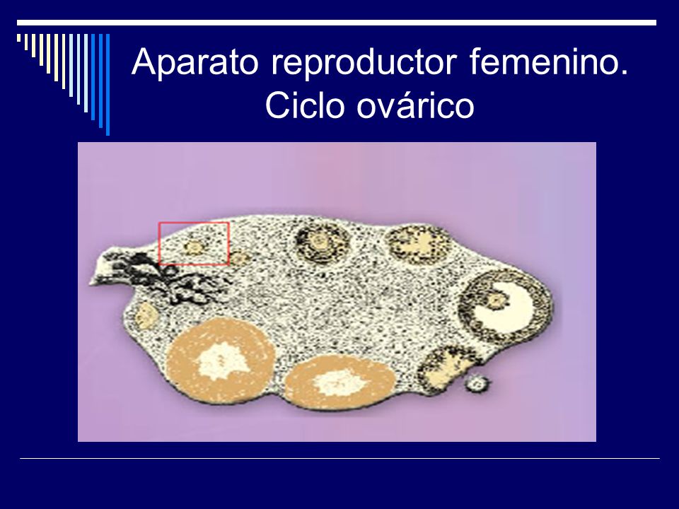 Aparato reproductor femenino. Ciclo ovárico