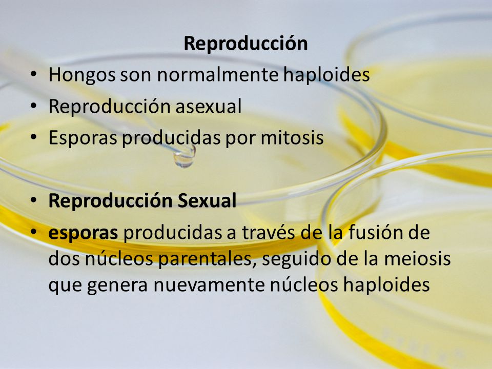 Reproducción Hongos son normalmente haploides. Reproducción asexual. Esporas producidas por mitosis.