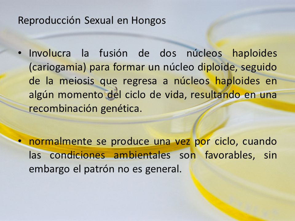 Reproducción Sexual en Hongos