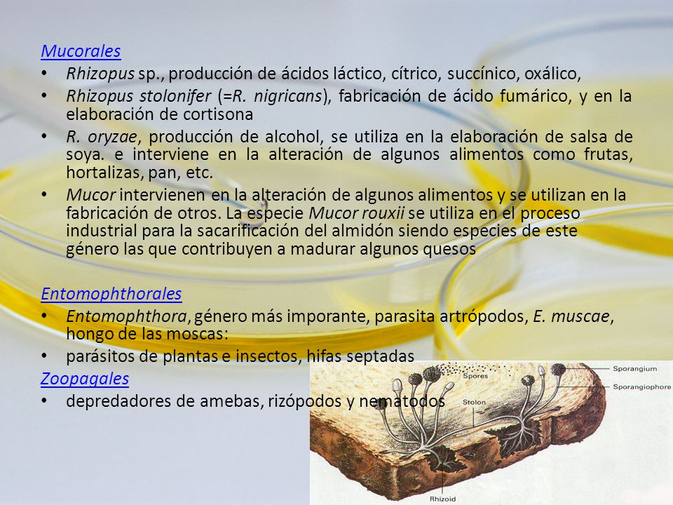 Mucorales Rhizopus sp., producción de ácidos láctico, cítrico, succínico, oxálico,