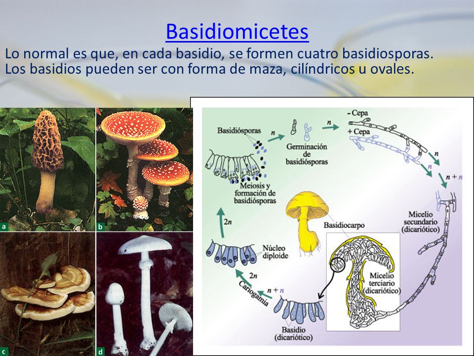 Basidiomicetes Lo normal es que, en cada basidio, se formen cuatro basidiosporas.
