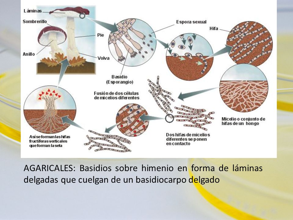 AGARICALES: Basidios sobre himenio en forma de láminas delgadas que cuelgan de un basidiocarpo delgado