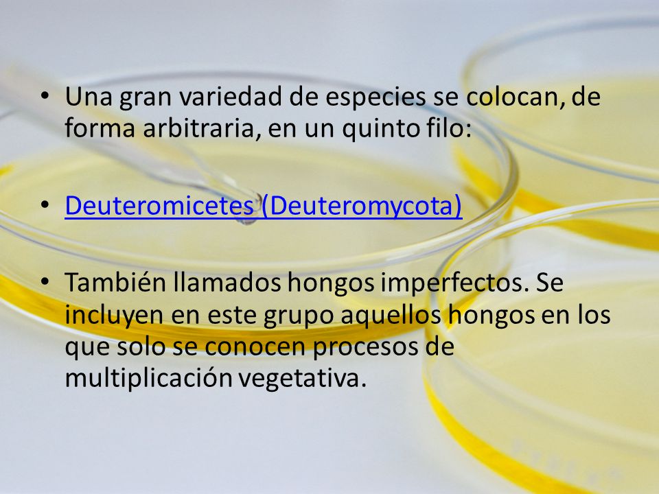 Una gran variedad de especies se colocan, de forma arbitraria, en un quinto filo: