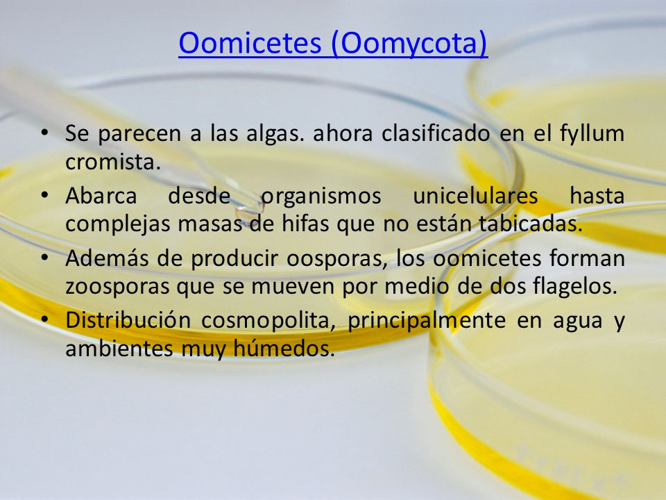 Oomicetes (Oomycota) Se parecen a las algas. ahora clasificado en el fyllum cromista.