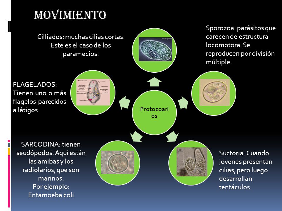 Cilliados: muchas cilias cortas. Este es el caso de los paramecios.