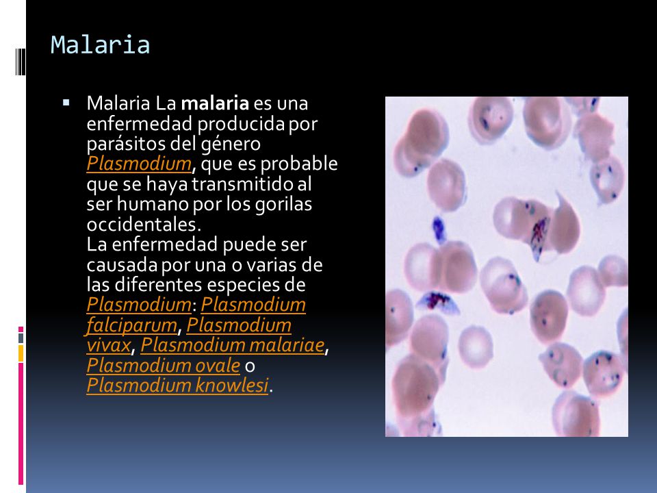 Malaria