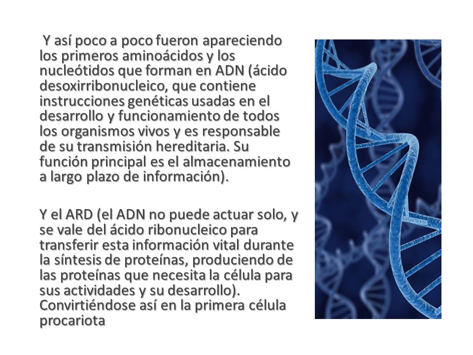 Y así poco a poco fueron apareciendo los primeros aminoácidos y los nucleótidos que forman en ADN (ácido desoxirribonucleico, que contiene instrucciones genéticas usadas en el desarrollo y funcionamiento de todos los organismos vivos y es responsable de su transmisión hereditaria.
