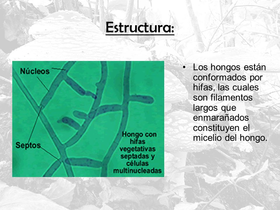 Estructura: Los hongos están conformados por hifas, las cuales son filamentos largos que enmarañados constituyen el micelio del hongo.