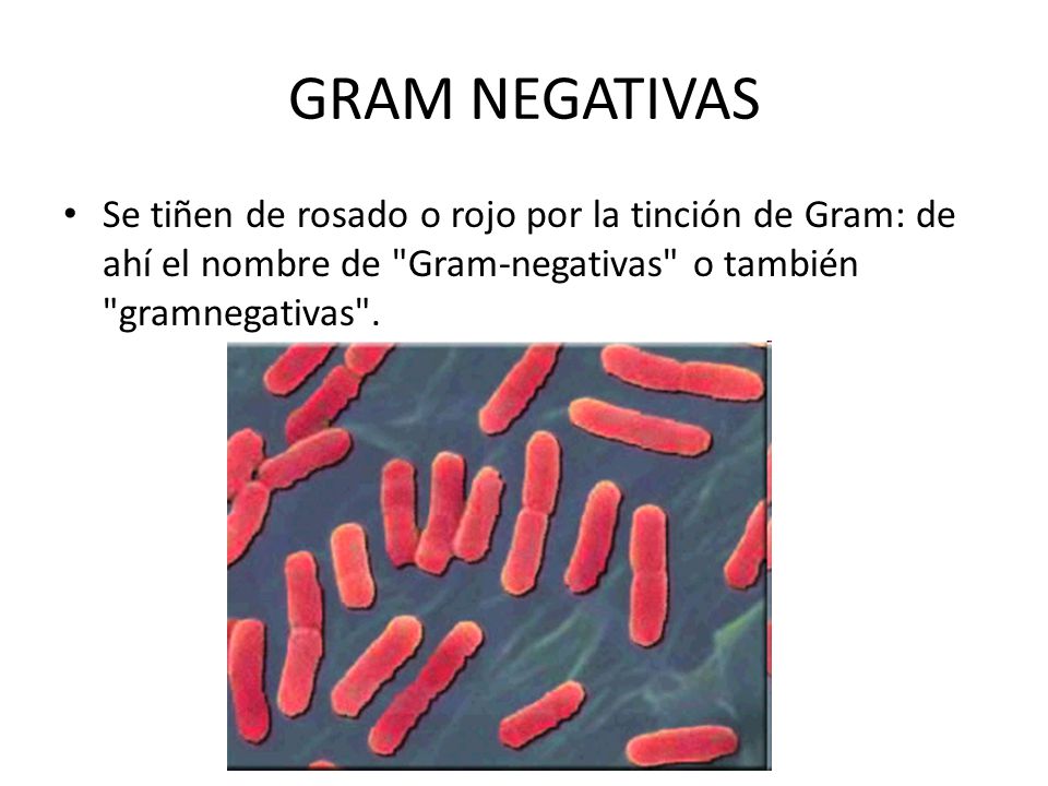 GRAM NEGATIVAS Se tiñen de rosado o rojo por la tinción de Gram: de ahí el nombre de Gram-negativas o también gramnegativas .