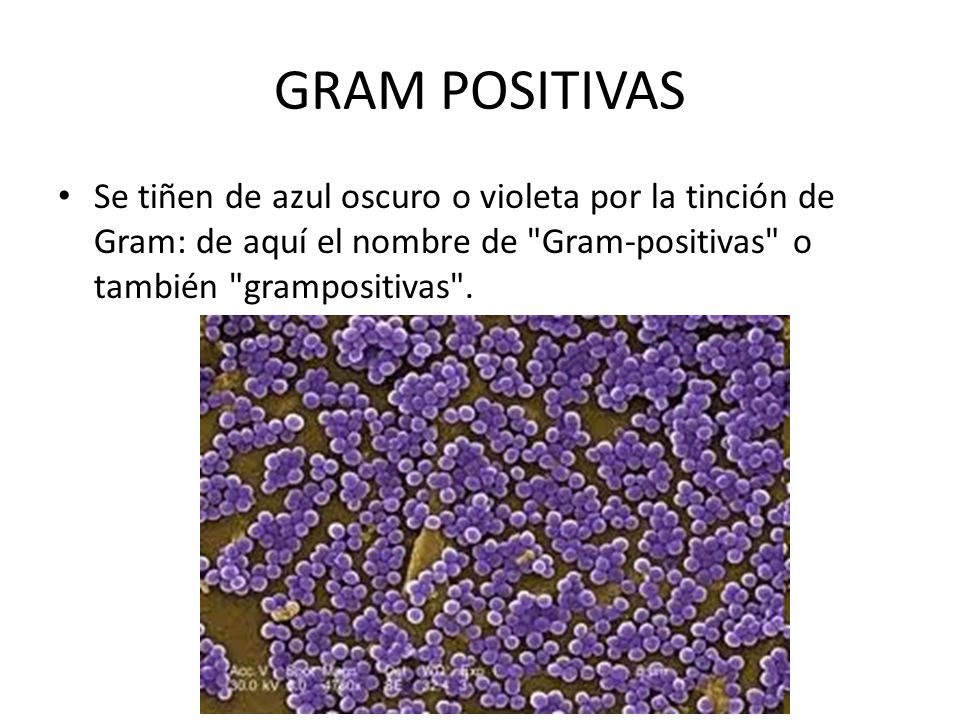 GRAM POSITIVAS Se tiñen de azul oscuro o violeta por la tinción de Gram: de aquí el nombre de Gram-positivas o también grampositivas .