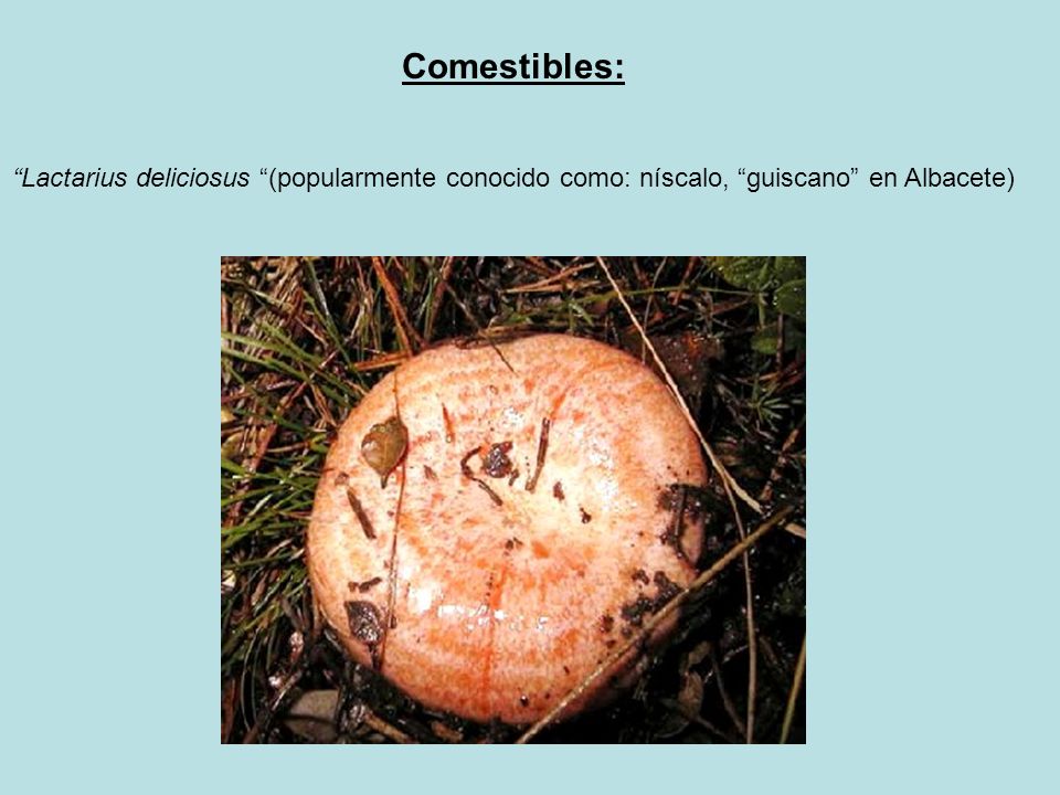Comestibles: Lactarius deliciosus (popularmente conocido como: níscalo, guiscano en Albacete)