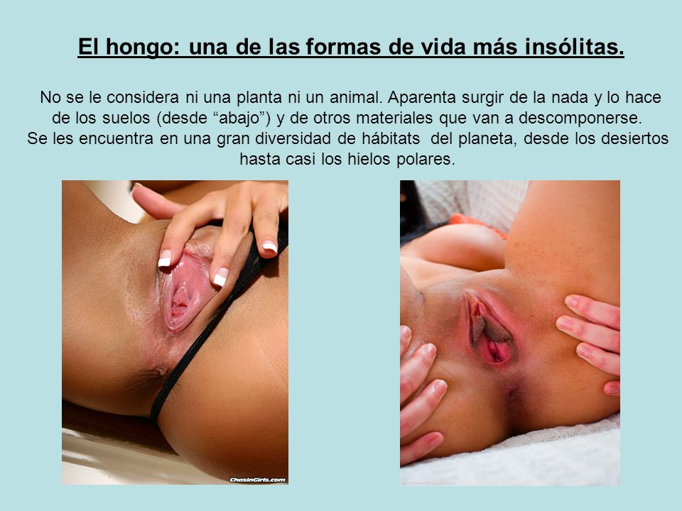 El hongo: una de las formas de vida más insólitas.