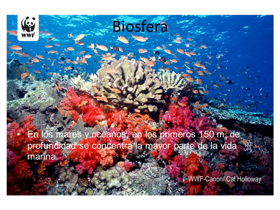 Biosfera En los mares y océanos, en los primeros 150 m.
