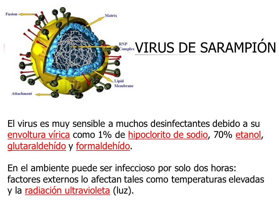 VIRUS DE SARAMPIÓN