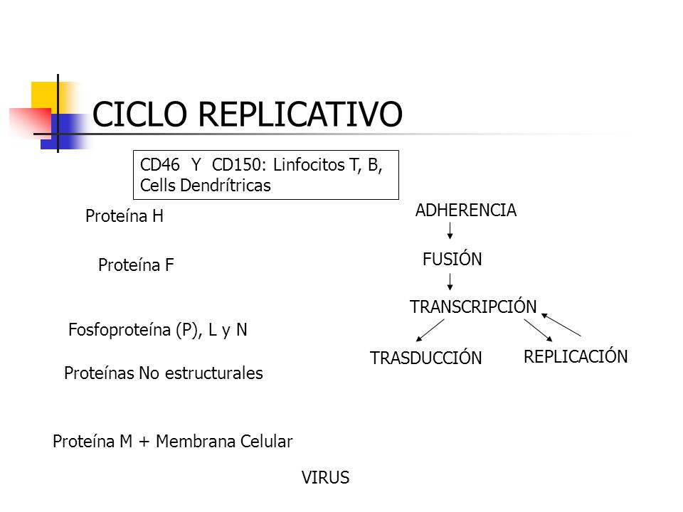 CICLO REPLICATIVO CD46 Y CD150: Linfocitos T, B, Cells Dendrítricas