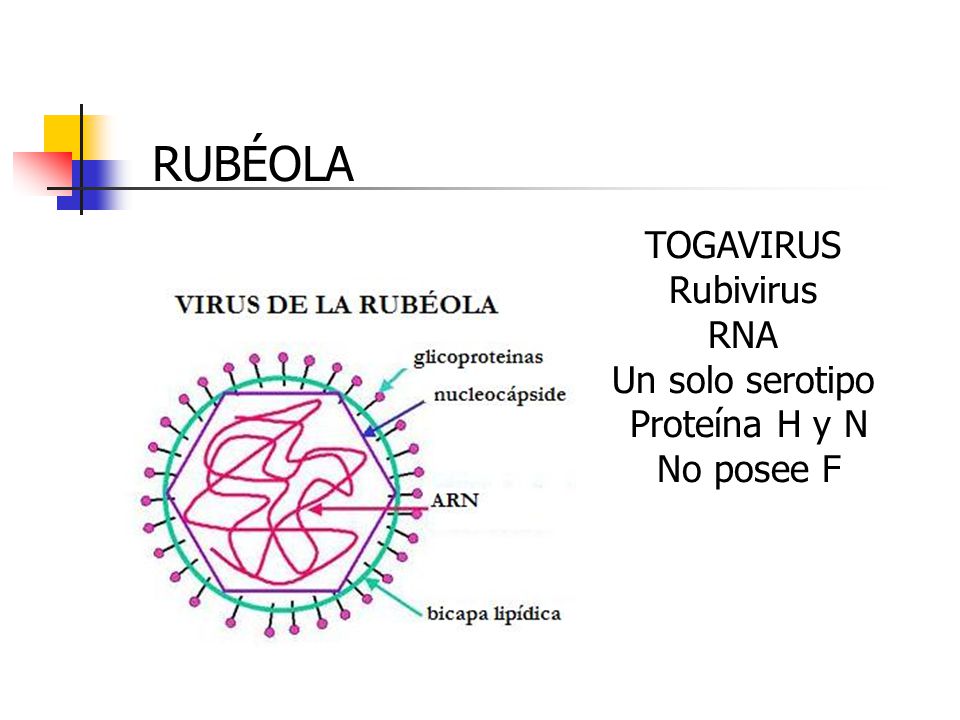 RUBÉOLA TOGAVIRUS Rubivirus RNA Un solo serotipo Proteína H y N