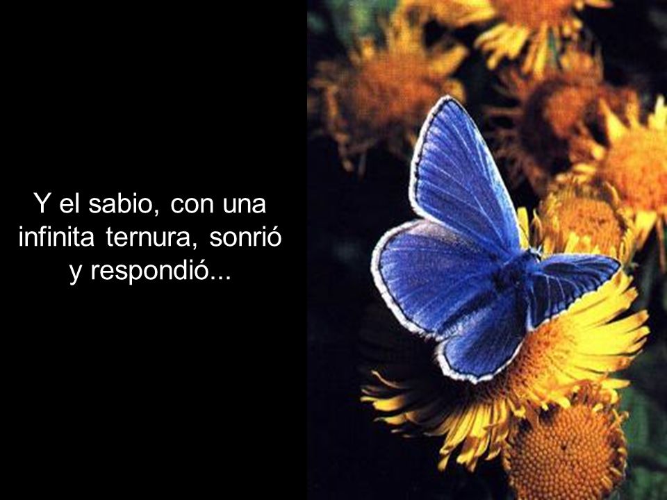 Y el sabio, con una infinita ternura, sonrió y respondió...