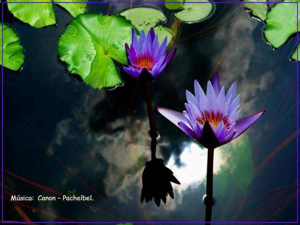 Música: Canon – Pachelbel.