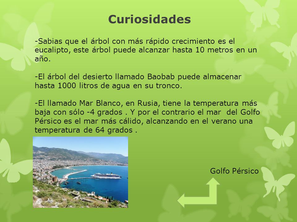 Curiosidades -Sabias que el árbol con más rápido crecimiento es el eucalipto, este árbol puede alcanzar hasta 10 metros en un año.