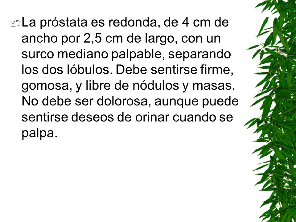 La próstata es redonda, de 4 cm de ancho por 2,5 cm de largo, con un surco mediano palpable, separando los dos lóbulos.