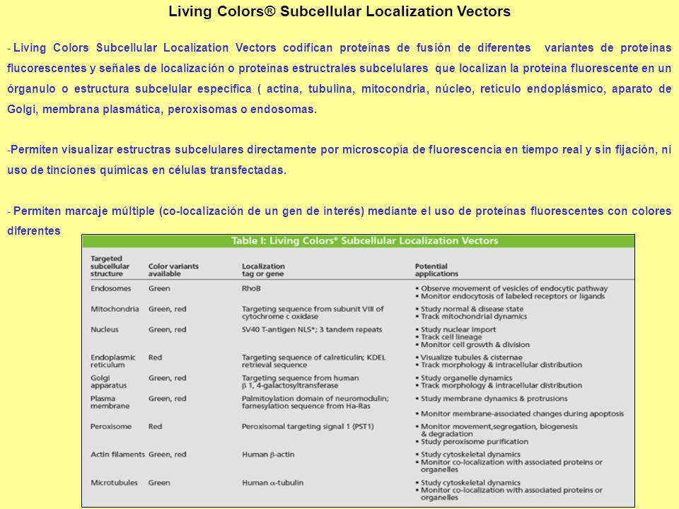 Living Colors® Subcellular Localization Vectors