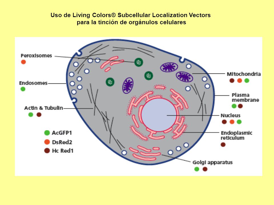 Uso de Living Colors® Subcellular Localization Vectors