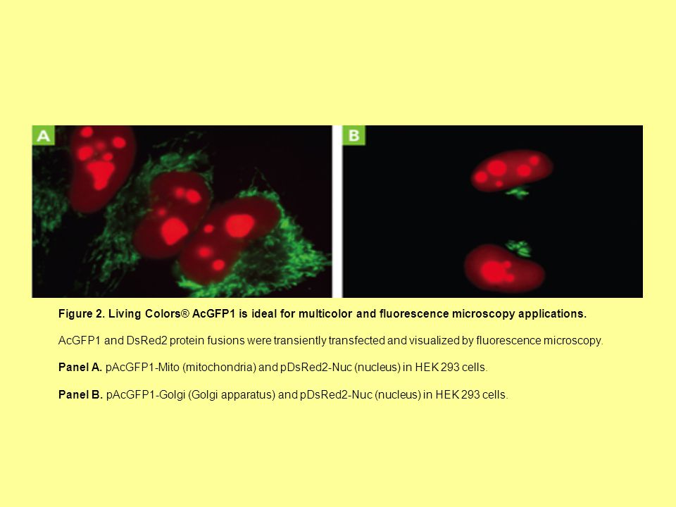 Figure 2. Living Colors® AcGFP1 is ideal for multicolor and fluorescence microscopy applications.