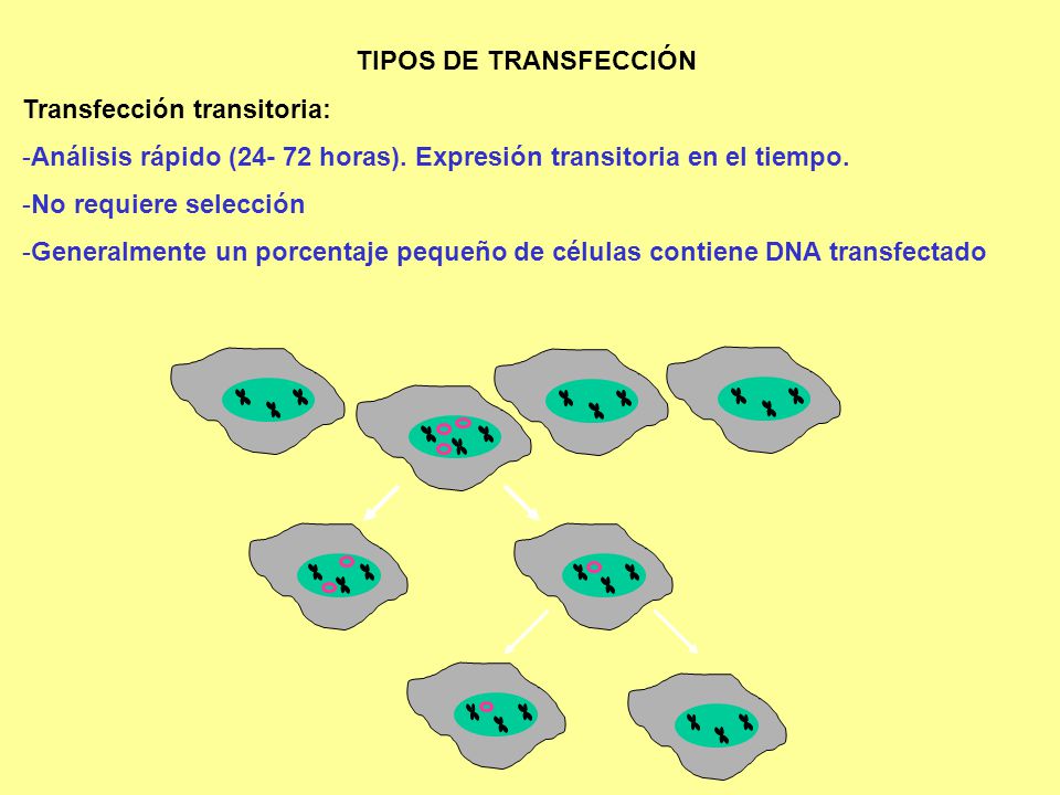 TIPOS DE TRANSFECCIÓN Transfección transitoria: Análisis rápido ( horas). Expresión transitoria en el tiempo.