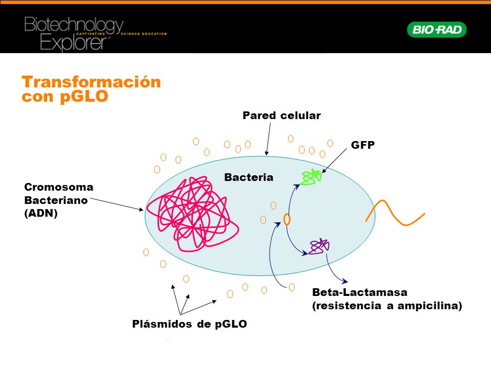 Transformación con pGLO